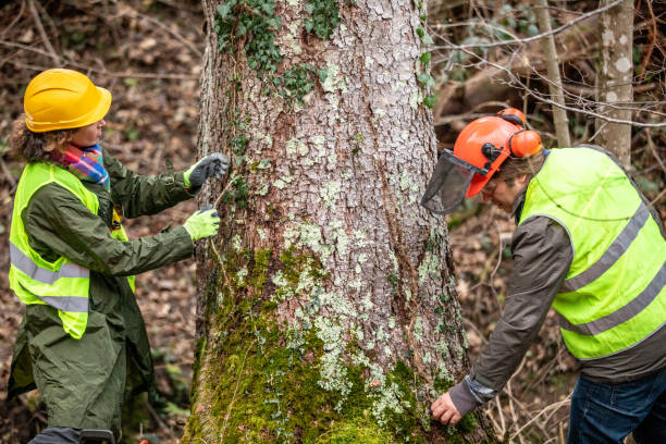 Best Tree Trimming and Pruning  in Wilson, PA