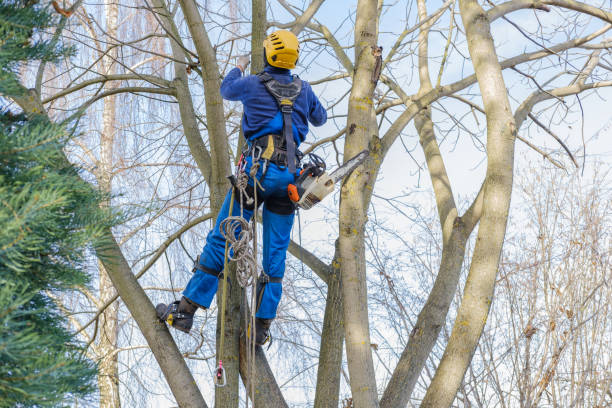 How Our Tree Care Process Works  in  Wilson, PA