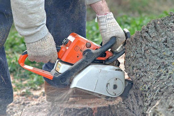  Wilson, PA Tree Removal Services Pros