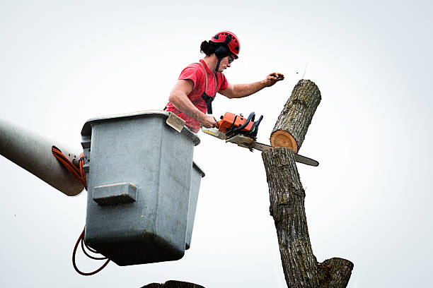 Best Tree Risk Assessment  in Wilson, PA