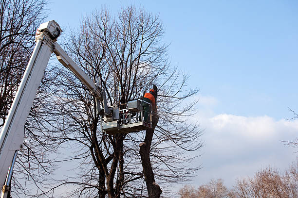 Best Commercial Tree Services  in Wilson, PA