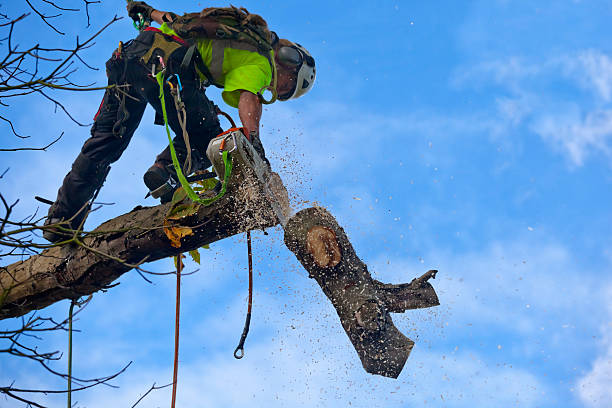 Best Lawn Dethatching  in Wilson, PA